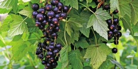 Kako posaditi reznice ribizle u jesen